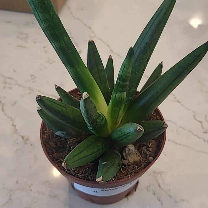Photo of the plant species Hedgehog Sansevieria by @ZippyRichweed57 named Sonic on Greg, the plant care app