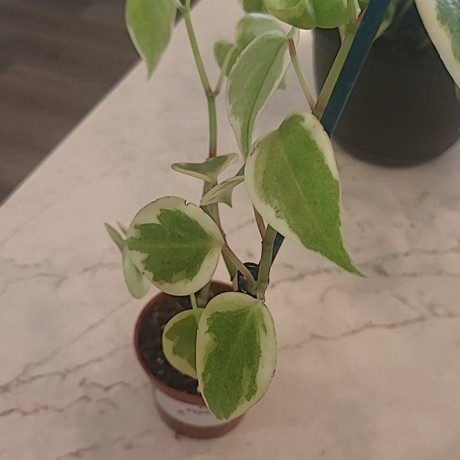 Photo of the plant species Cupid Peperomia by @ZippyRichweed57 named Archer on Greg, the plant care app