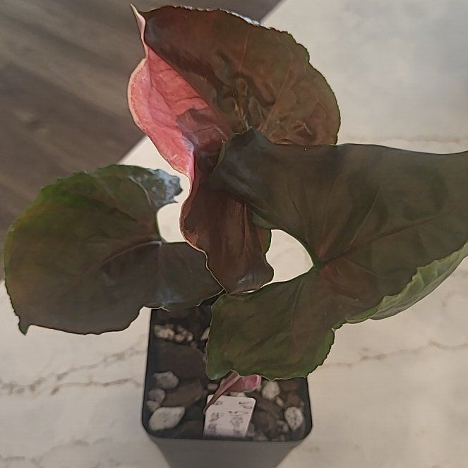 Photo of the plant species Syngonium Strawberry Ice by @ZippyRichweed57 named Gates on Greg, the plant care app