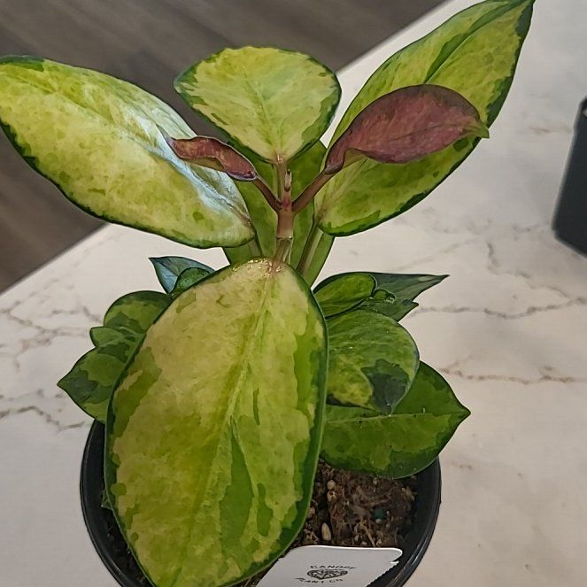 Photo of the plant species Hoya by @ZippyRichweed57 named Lisa on Greg, the plant care app
