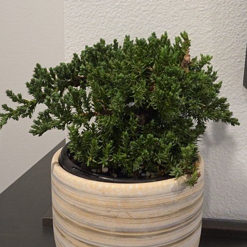 Photo of the plant species Japanese Garden Juniper by @ZippyRichweed57 named Jimin on Greg, the plant care app