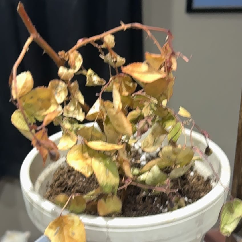 Photo of the plant species Mini Rose by @Planterz named Rosey on Greg, the plant care app