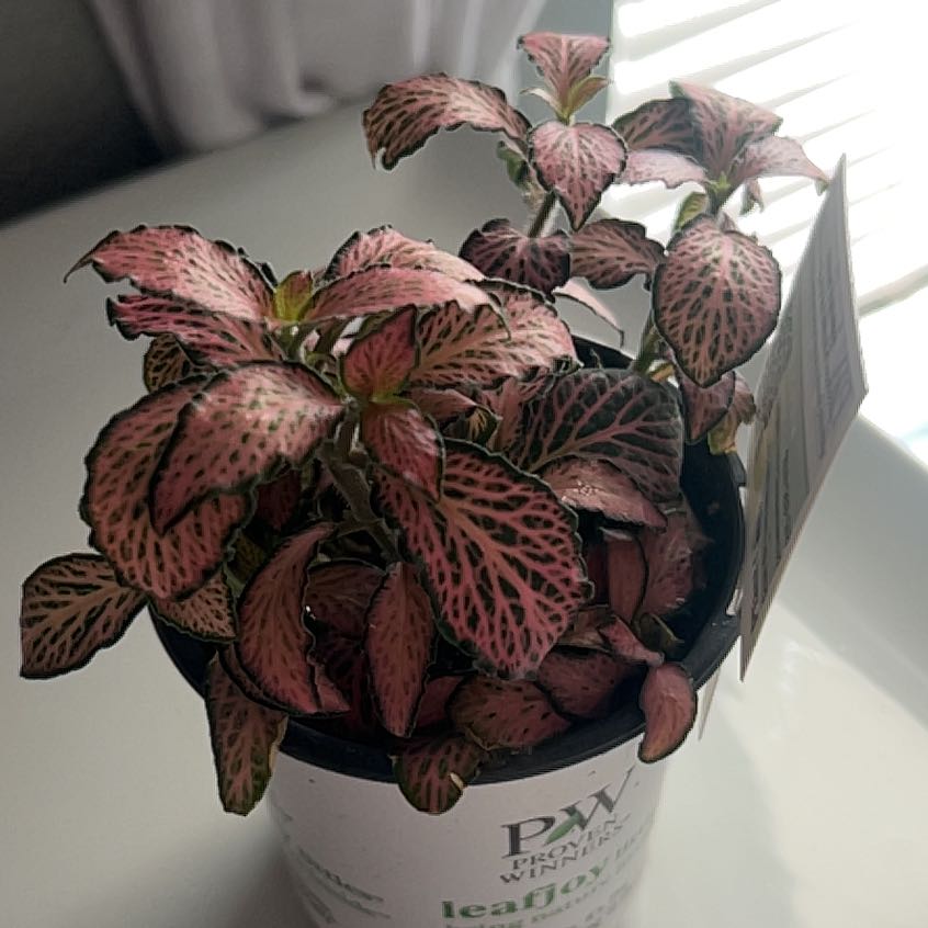 Photo of the plant species Pink Angel Nerve Plant by @ModestNoblefir named Cleopatra on Greg, the plant care app