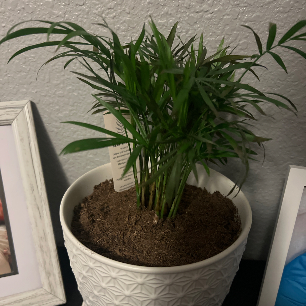 Photo of the plant species neantha bella palm by @ModestNoblefir named Stella on Greg, the plant care app