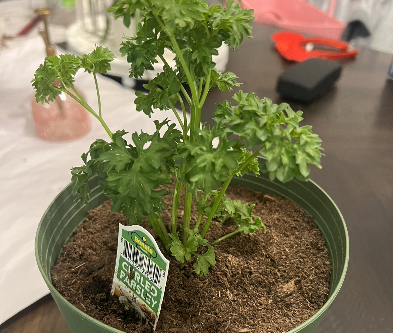 Photo of the plant species Curly Parsley by @ModestNoblefir named Taylor Swift on Greg, the plant care app