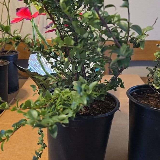 Photo of the plant species Reka Blueberry Bush by @PoetHope61 named Treeyoncé on Greg, the plant care app