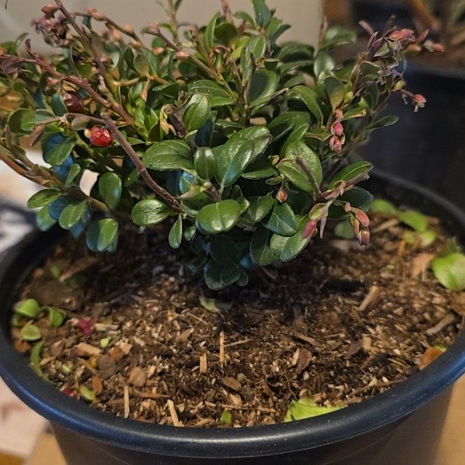 Photo of the plant species Variegated Lingonberry by @PoetHope61 named Walt on Greg, the plant care app