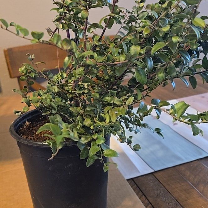 Photo of the plant species Reka Blueberry Bush by @PoetHope61 named Delilah on Greg, the plant care app
