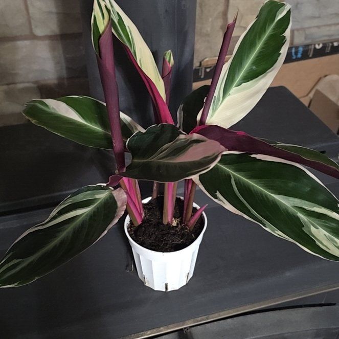Photo of the plant species Stromanthe sanguinea 'Tricolor' by @PoetHope61 named Queen on Greg, the plant care app