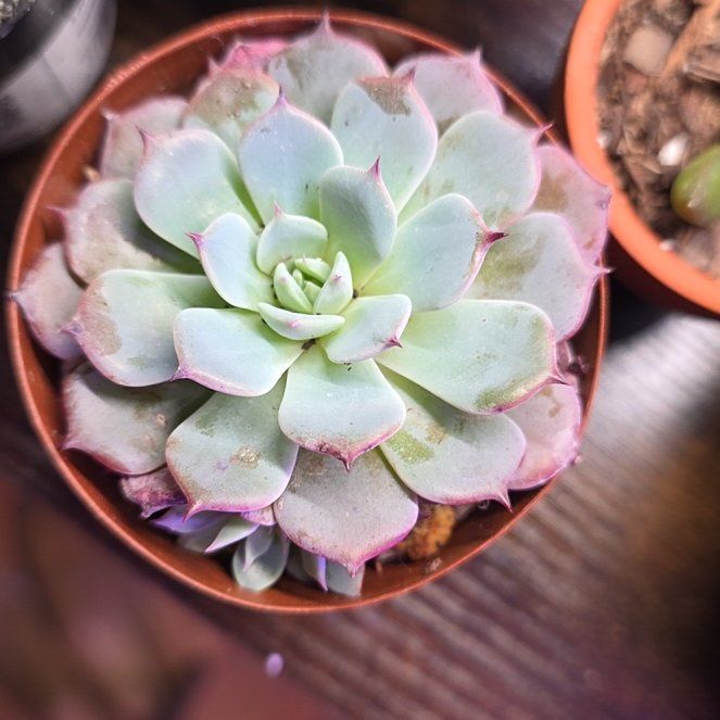 Photo of the plant species Echeveria Laulensis by @PlentifulHope54 named Denali on Greg, the plant care app