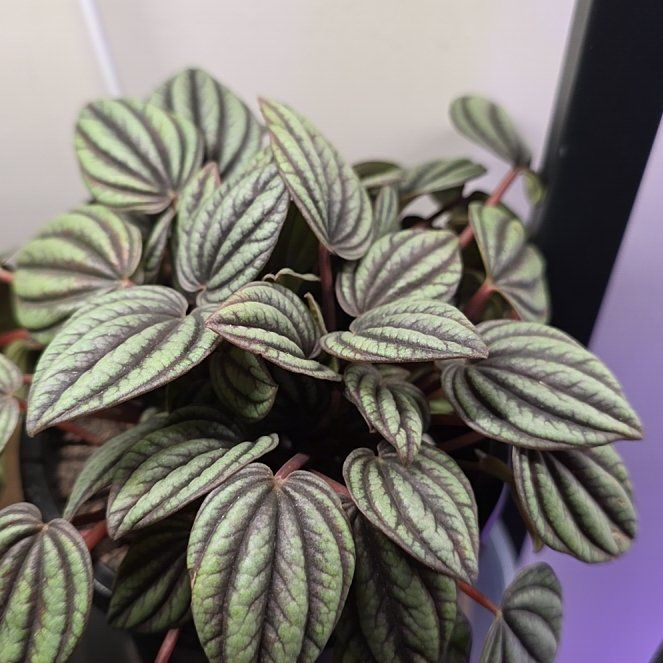 Photo of the plant species Peperomia piccolo banda by @PlentifulHope54 named Mollie on Greg, the plant care app