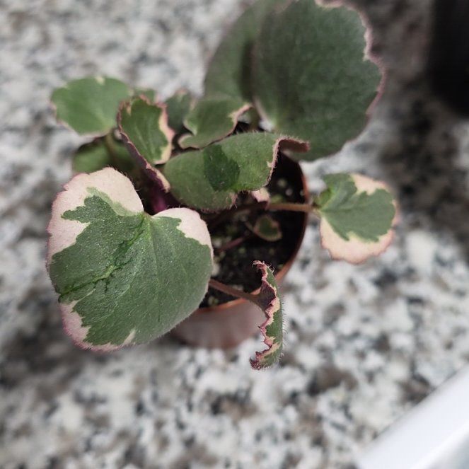 Photo of the plant species Verigated Strawberry Begonia by @PlentifulHope54 named Homer on Greg, the plant care app
