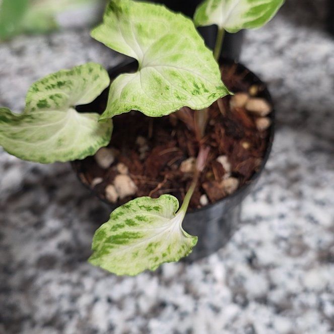 Photo of the plant species Syngonium 'Batik' by @PlentifulHope54 named Rainier on Greg, the plant care app