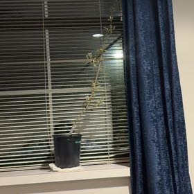 Photo of the plant species White Willow by @FabMakura30 named Bella on Greg, the plant care app