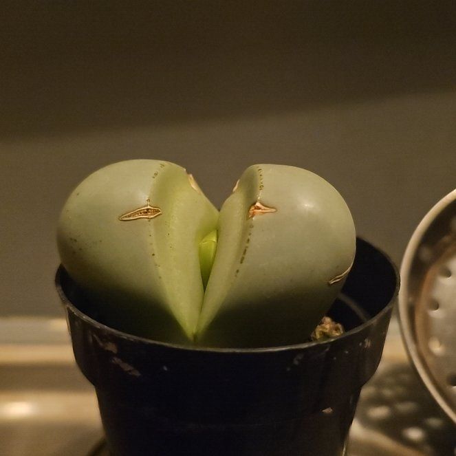 Photo of the plant species Argyroderma spp. by @AssuredlyGray3 named Captain Plant-it on Greg, the plant care app