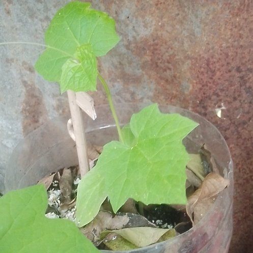Photo of the plant species Cretan Bryony by @TryNapaea32 named Marilyn on Greg, the plant care app