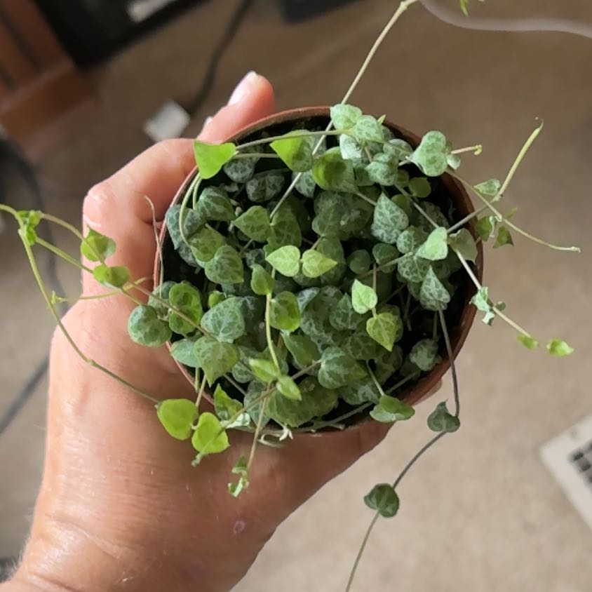 Photo of the plant species String Of Arrows by @SuaveBacopa79 named Treeyoncé on Greg, the plant care app