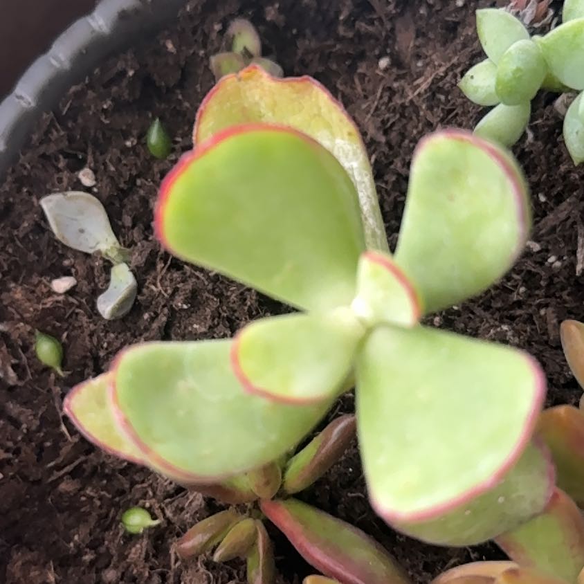 Photo of the plant species Mint Truffles by @SuaveBacopa79 named Dax on Greg, the plant care app