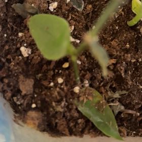 Photo of the plant species Tradescantia zebrina 'Mme Lequesne' by @SuaveBacopa79 named Pax on Greg, the plant care app
