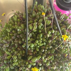 Photo of the plant species String of Rubies by @SuaveBacopa79 named Beyonce on Greg, the plant care app