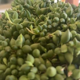 Photo of the plant species String of Raindrops by @SuaveBacopa79 named Plato on Greg, the plant care app