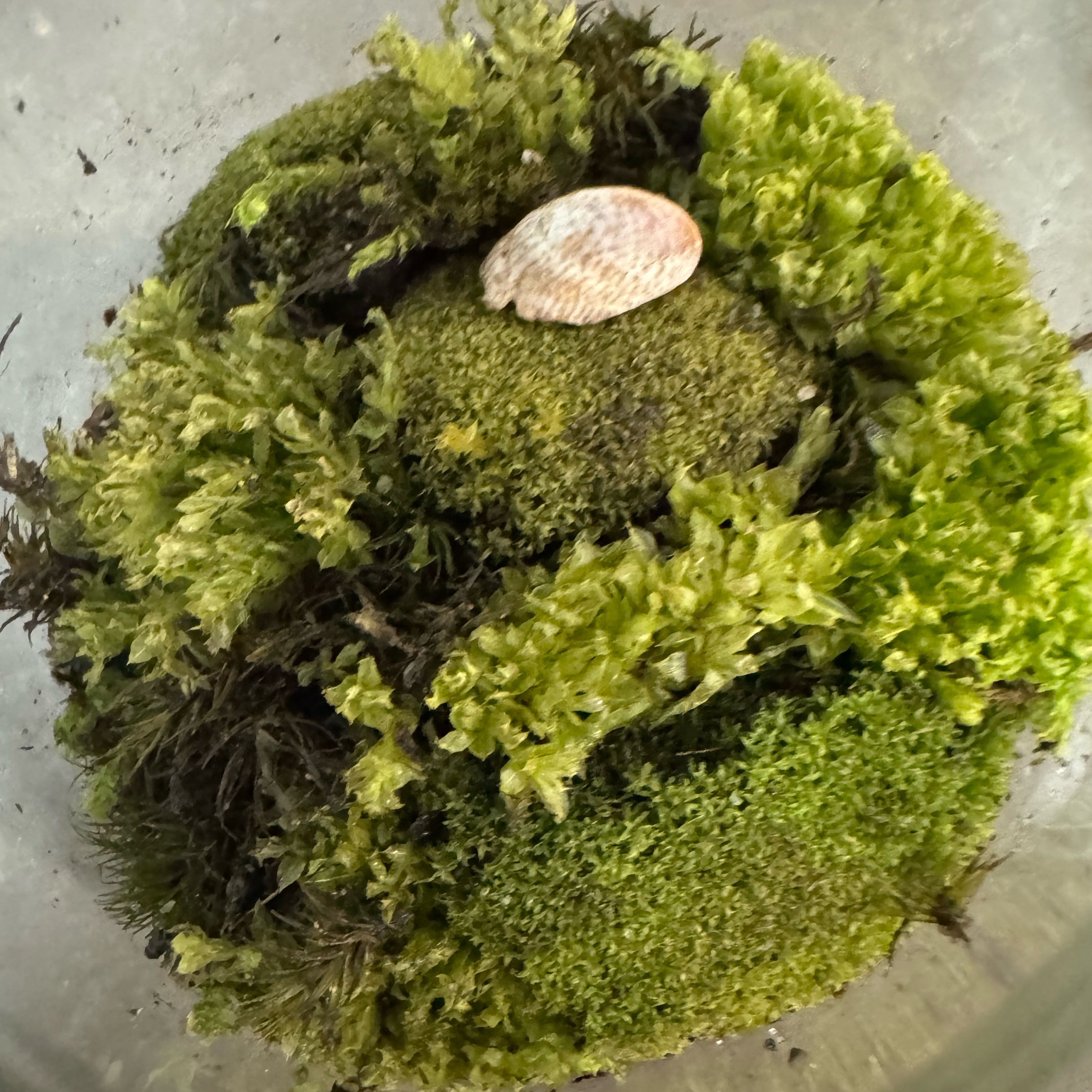 Photo of the plant species Cladophora columbiana by @Plizdontdie named Hot Cheetos on Greg, the plant care app