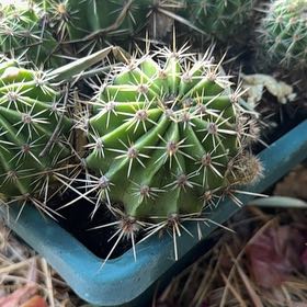 Photo of the plant species Argentine Giant by @Libraryplant named Lavender on Greg, the plant care app