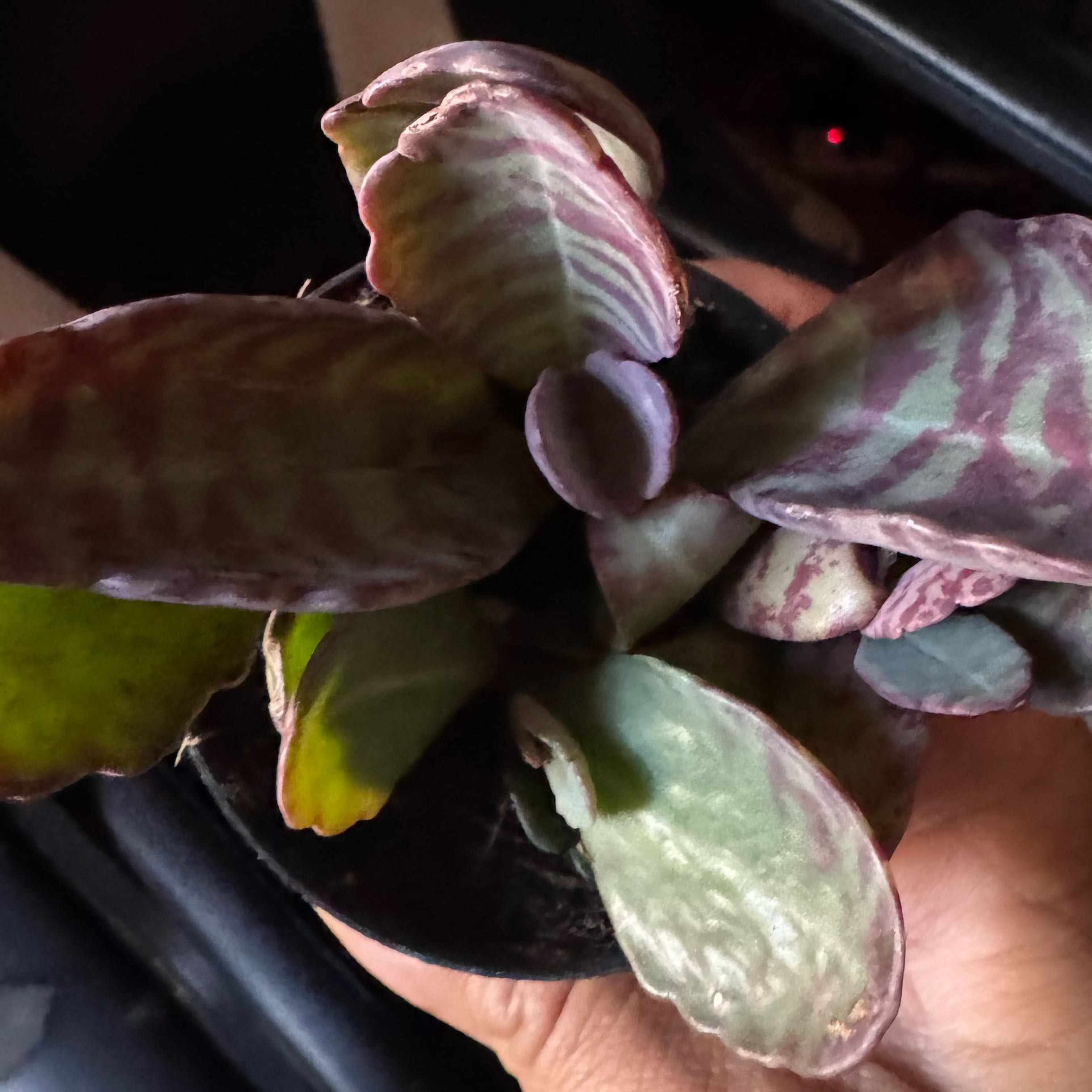 Photo of the plant species Kalanchoe humilis by @Libraryplant named Apollo on Greg, the plant care app