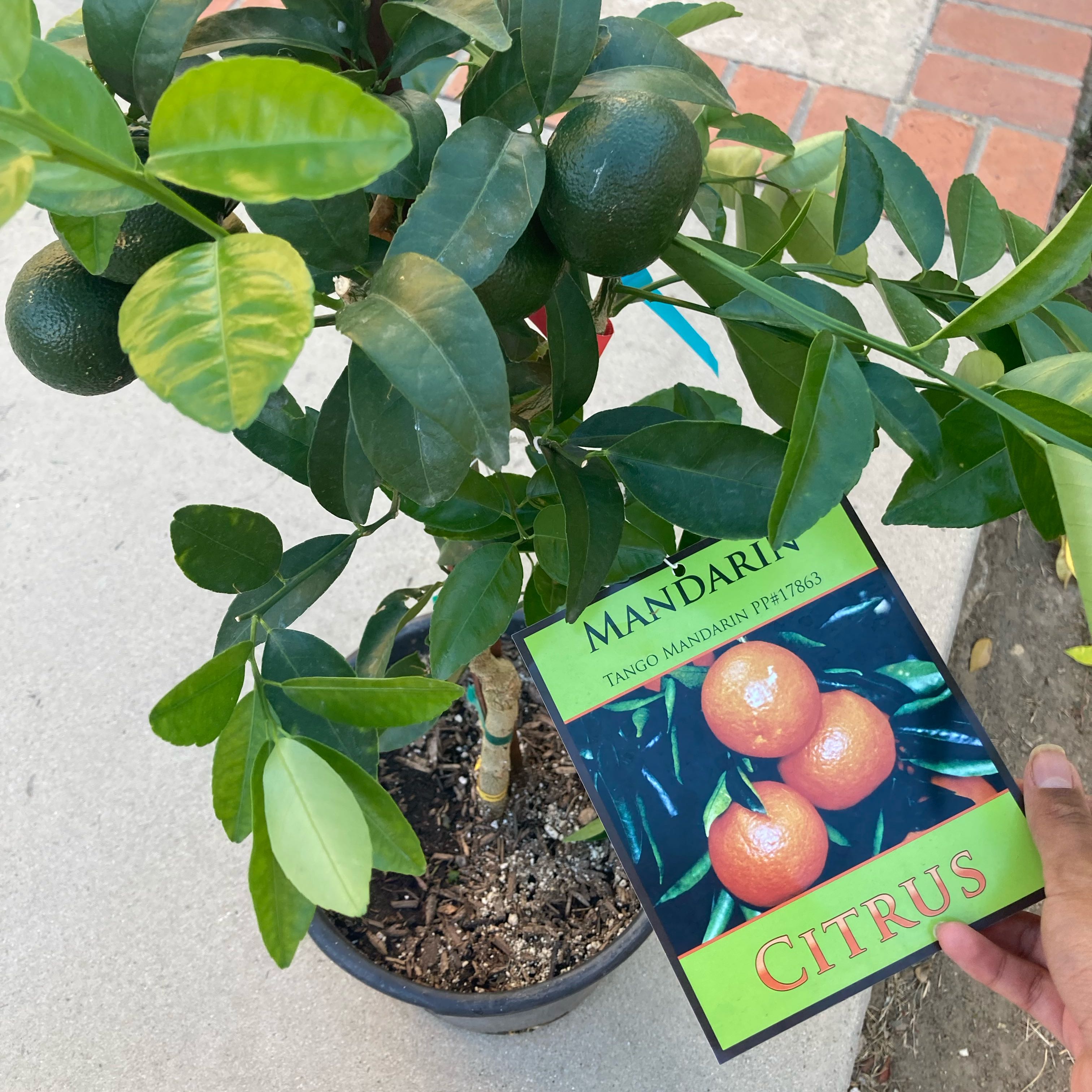 Photo of the plant species Mandarin orange by @VeteranBacopa23 named Orange on Greg, the plant care app