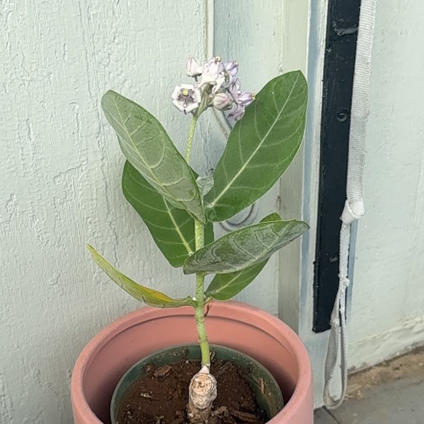 Photo of the plant species Crown Flower by @GenuineJubaea43 named Plato on Greg, the plant care app