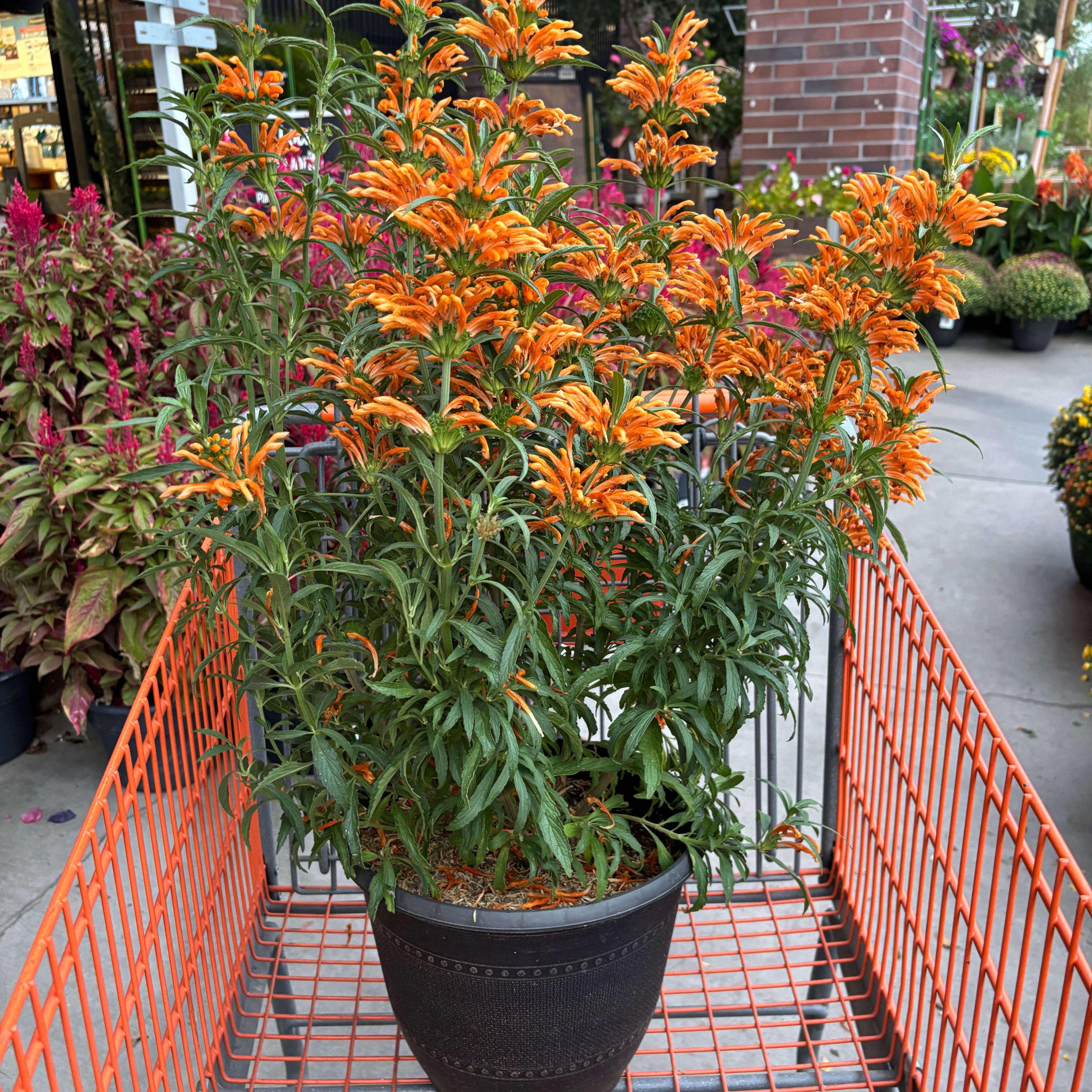 Photo of the plant species Lion's Ear by @RadCarrot51 named Oscar on Greg, the plant care app