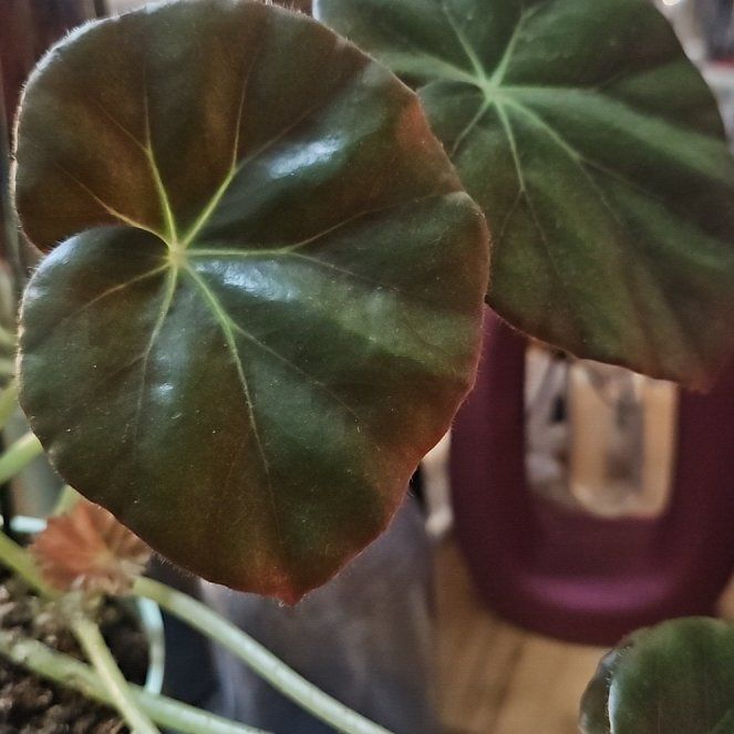 Photo of the plant species Beefsteak Begonia by @FitMaypop62 named Stella on Greg, the plant care app