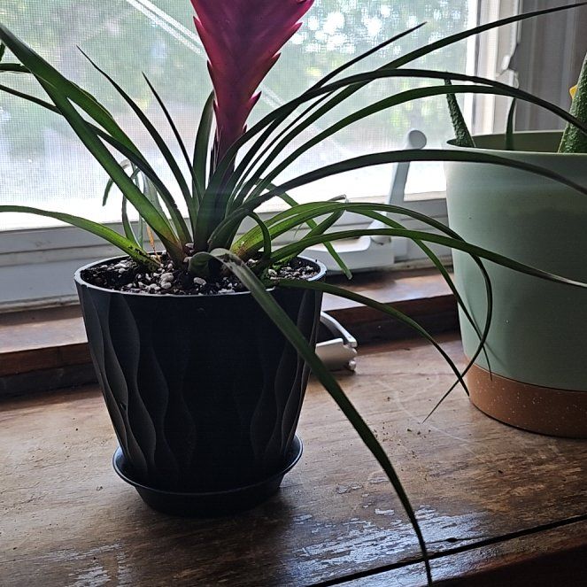 Photo of the plant species Pink Quill by @FitMaypop62 named Kobe on Greg, the plant care app