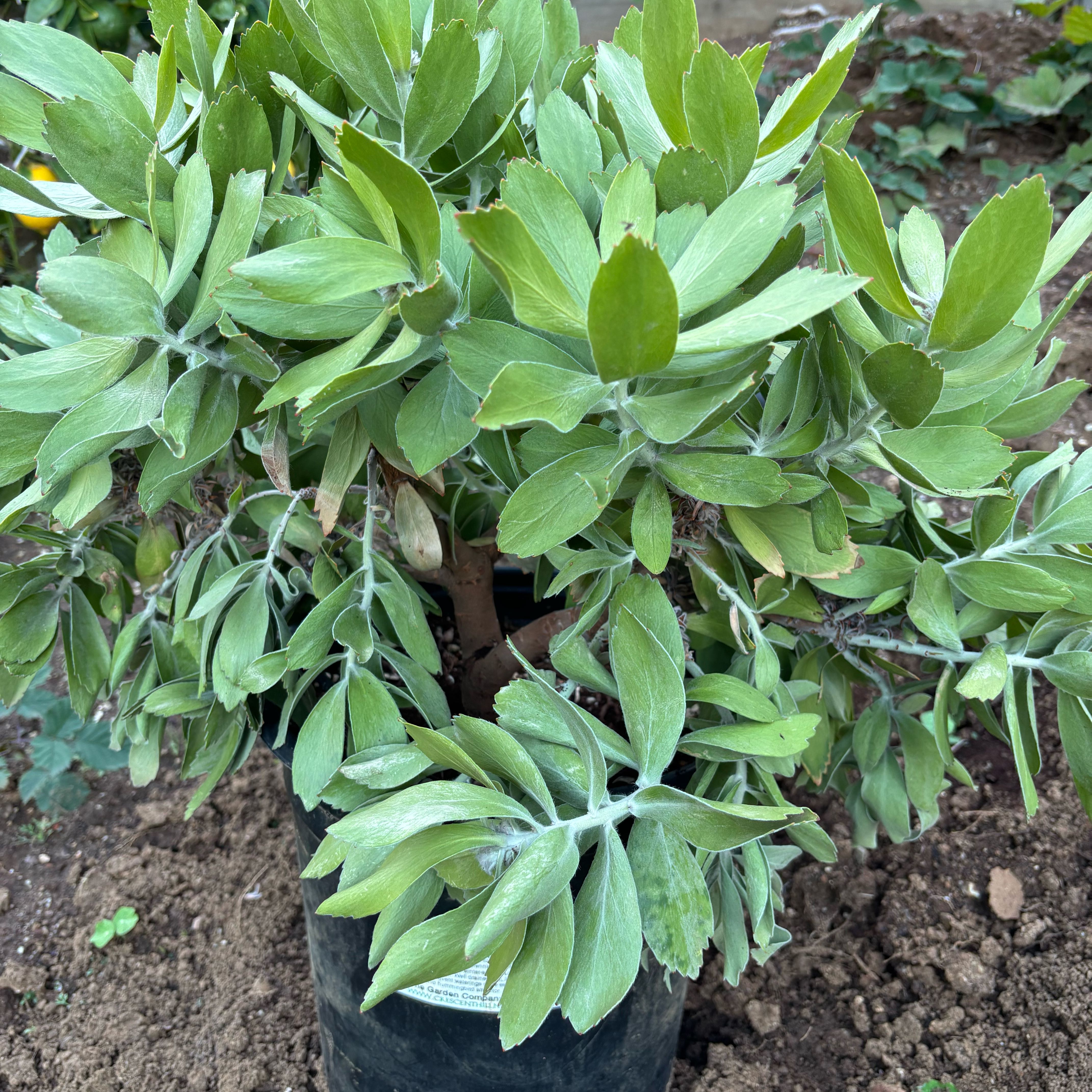 Photo of the plant species Leucospermum 'Veldfire' by @BentonCentro17 named Anne on Greg, the plant care app