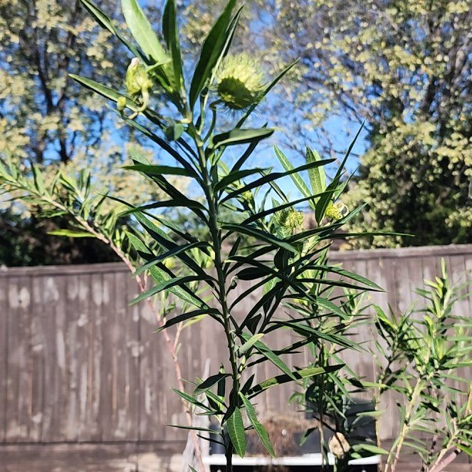 Photo of the plant species Gomphocarpus Physocarpus by @BigSilvertree20 named da Vinci on Greg, the plant care app