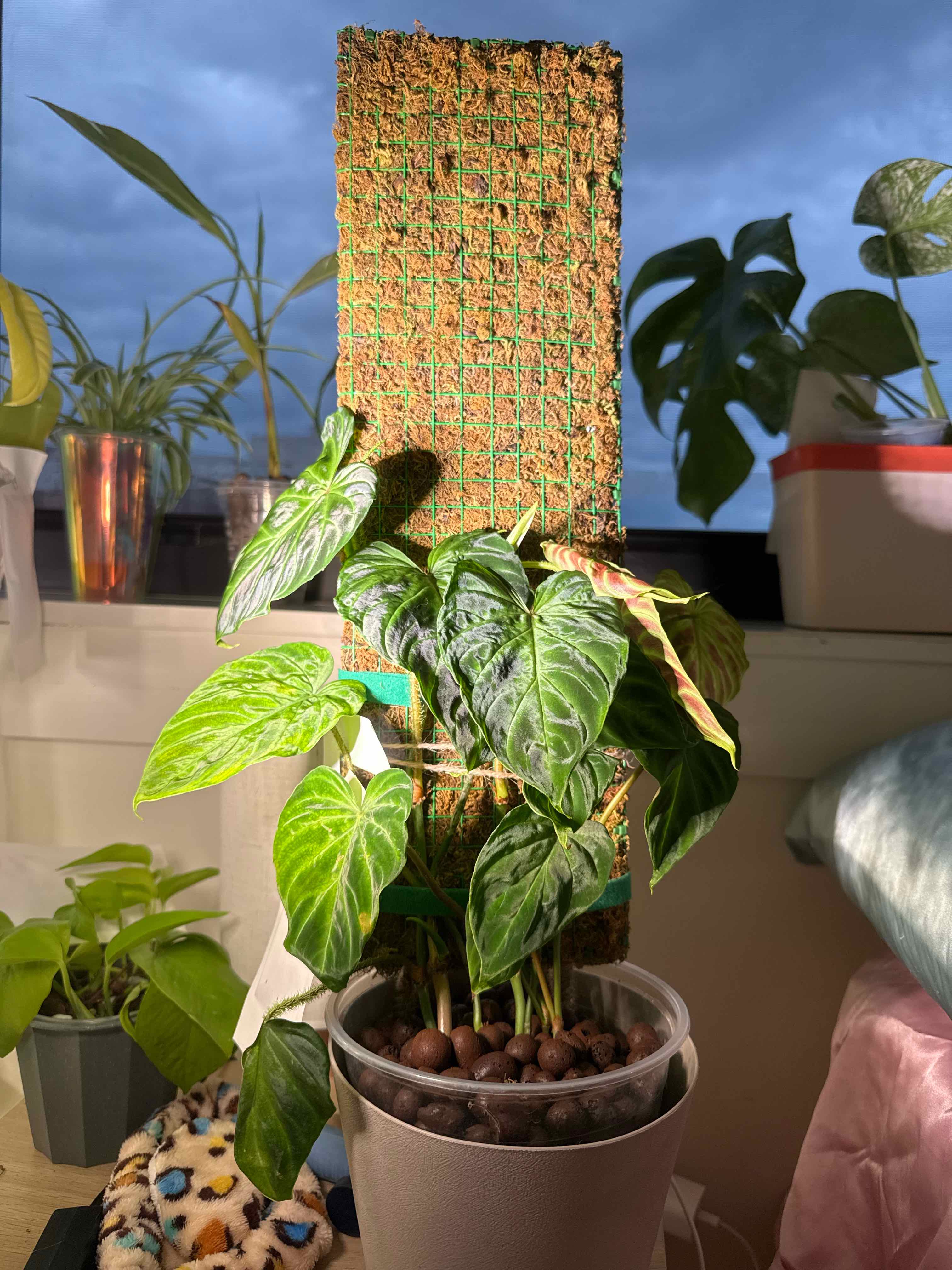 Photo of the plant species Philodendron verrucosum 'Tambillo' by @RosiesGarden named Verrucosum on Greg, the plant care app