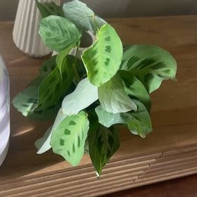 Photo of the plant species Prayer Plant 'Kim' by @RosiesGarden named Prayer kim on Greg, the plant care app