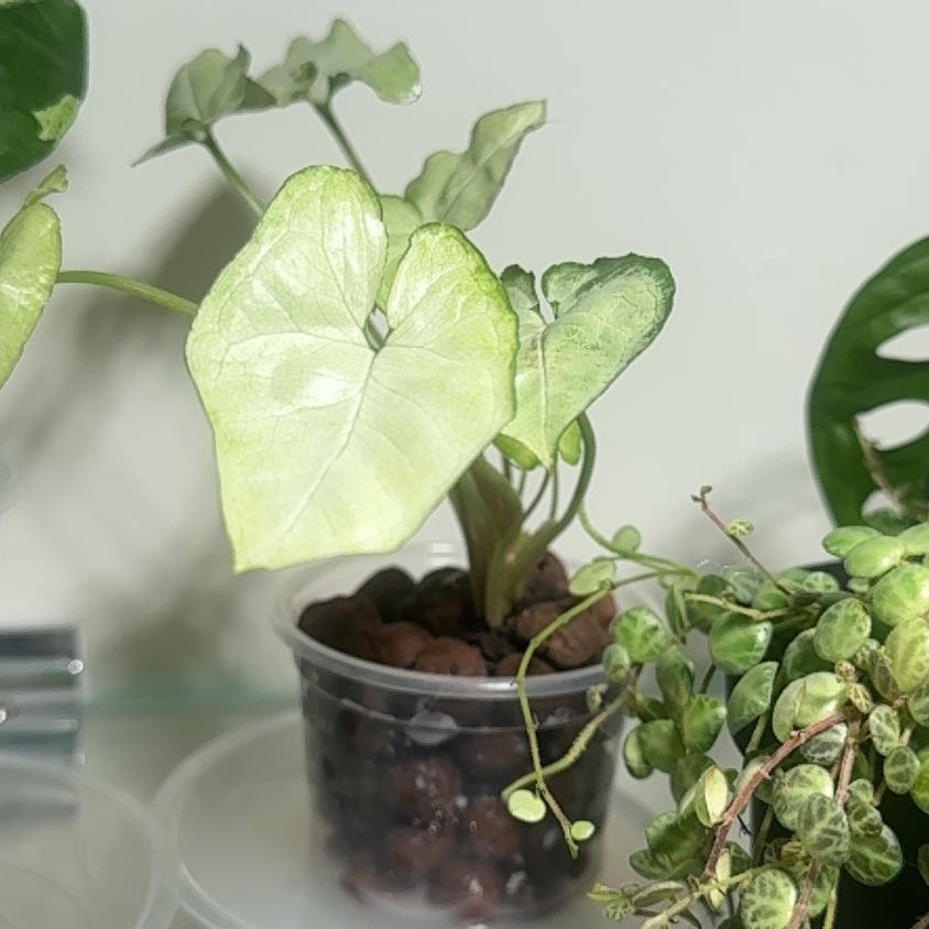 Photo of the plant species Syngonium 'Moonshine' by @RosiesGarden named Syngonium moonshine on Greg, the plant care app