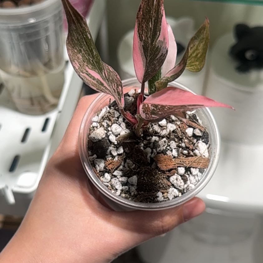 Photo of the plant species pink princess marble galaxy by @RosiesGarden named Marble galaxy ppp on Greg, the plant care app