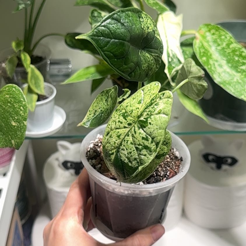Photo of the plant species Alocasia Dragon Mint by @RosiesGarden named Alocasia dragon mint on Greg, the plant care app