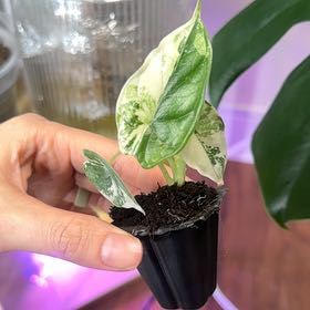 Photo of the plant species Alocasia Ninja Albo by @RosiesGarden named Alocasia ninja albo on Greg, the plant care app