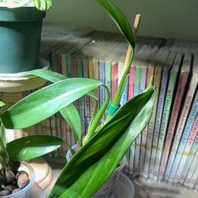 Photo of the plant species Philodendron Tripartitum by @RosiesGarden named Philodendron tripartitum on Greg, the plant care app