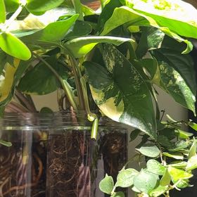 Photo of the plant species Syngonium aurea by @RosiesGarden named Water syngonium aurea on Greg, the plant care app