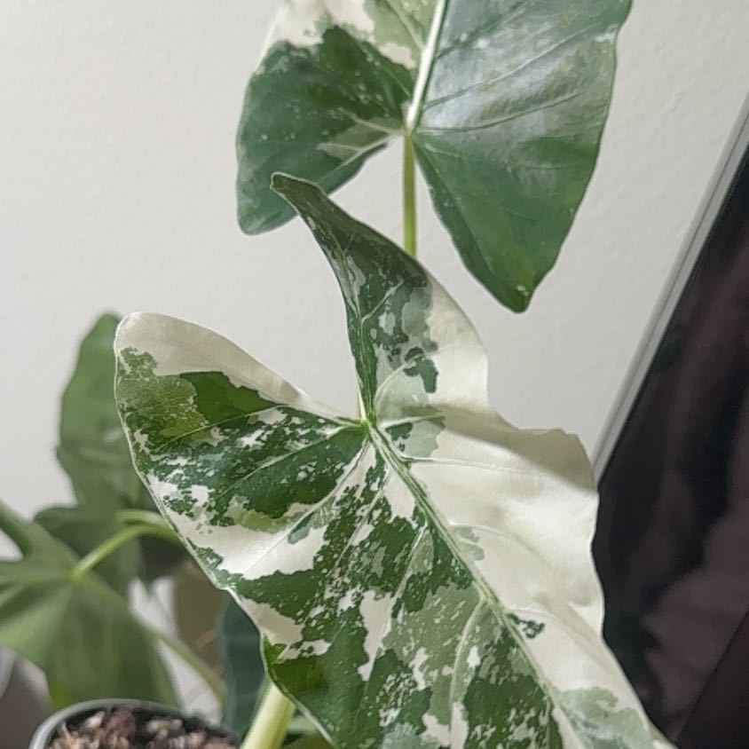 Photo of the plant species Alocasia Variagated by @RosiesGarden named Alocasia macrorrhiza soil on Greg, the plant care app