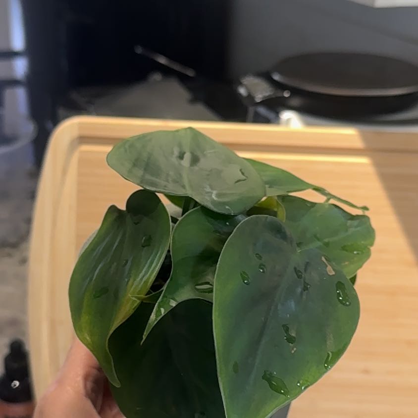 Photo of the plant species Heart Leaf Philodendron by @RosiesGarden named Heart leaf Pons on Greg, the plant care app
