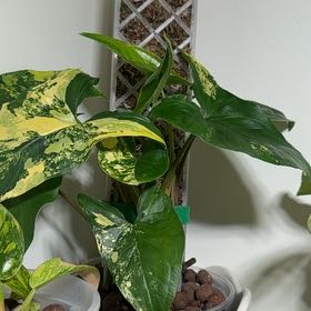 Photo of the plant species Syngonium aurea by @RosiesGarden named Moss pole syngonium aurea on Greg, the plant care app