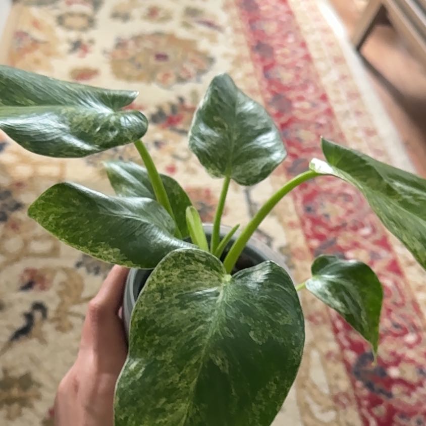 Photo of the plant species Variegated Philodendron Giganteum by @RosiesGarden named Var philo giganteum on Greg, the plant care app
