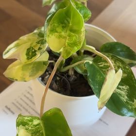 Photo of the plant species Variegated Burle Marx Philodendron by @RosiesGarden named Var burle marx on Greg, the plant care app