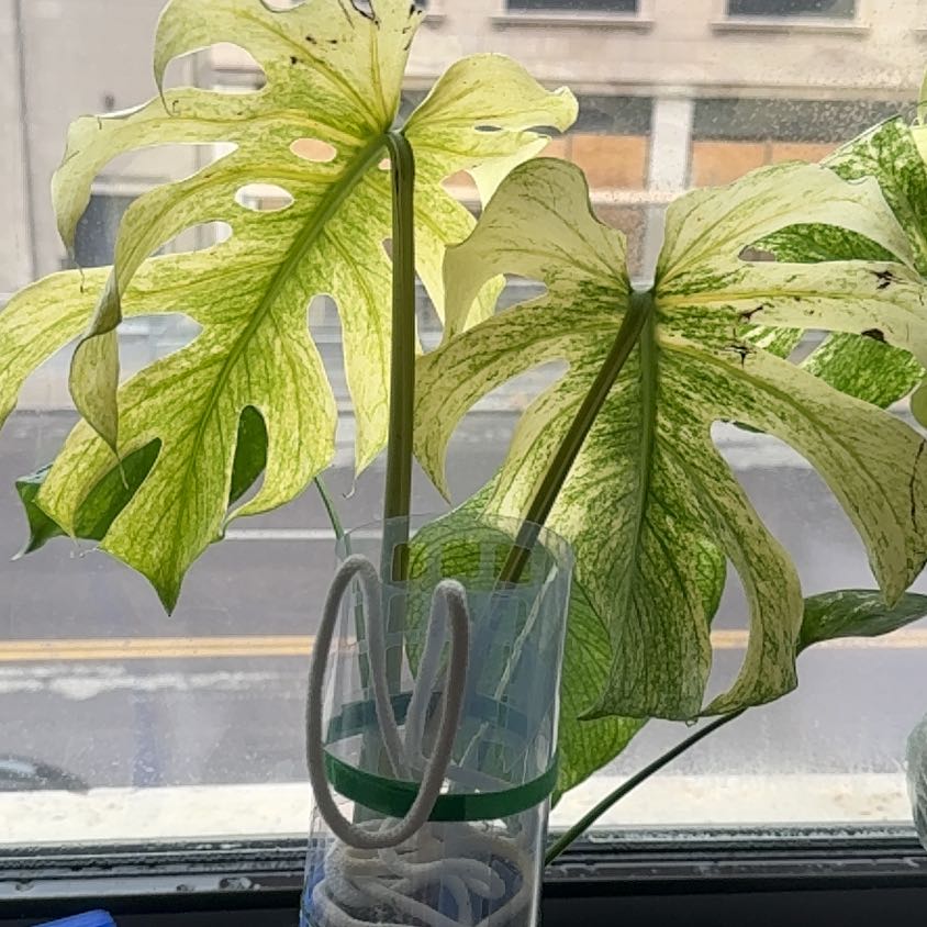 Photo of the plant species Monstera by @RosiesGarden named Big MINT leca on Greg, the plant care app