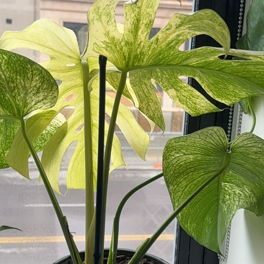 Photo of the plant species Monstera by @RosiesGarden named Big mint LECA 2 on Greg, the plant care app